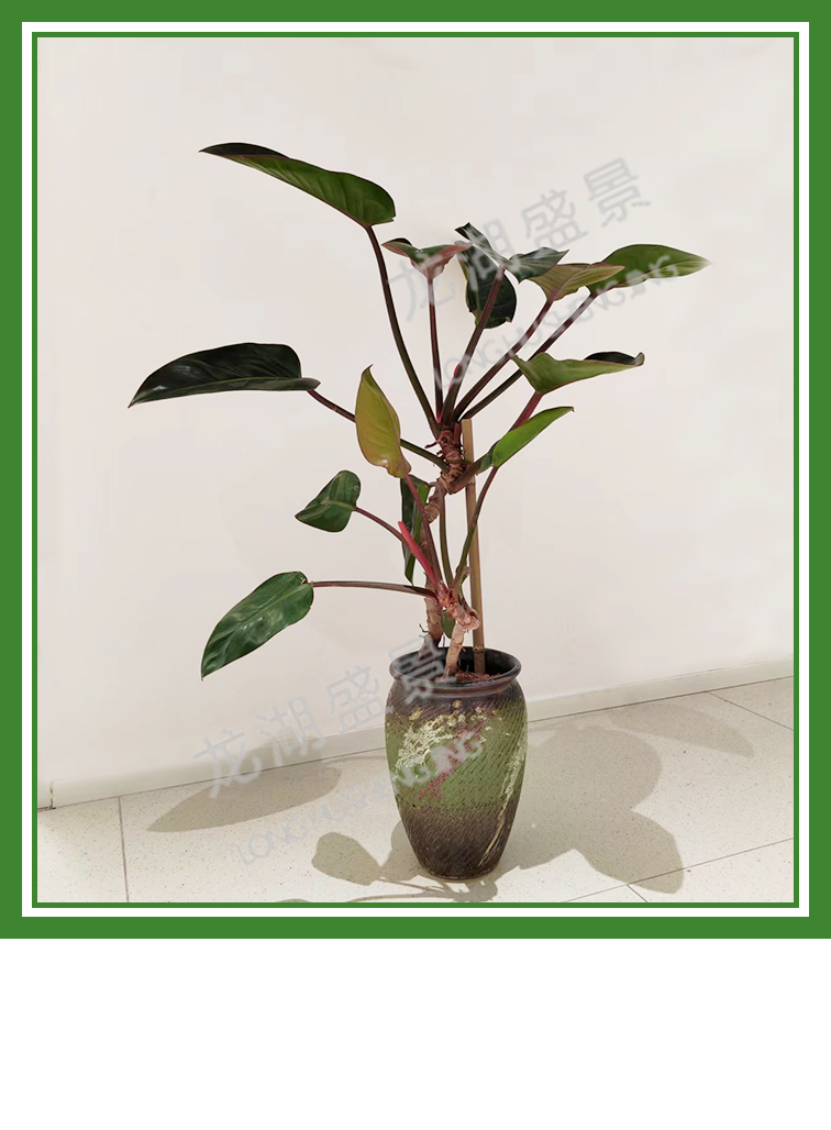 造型植物(wù)